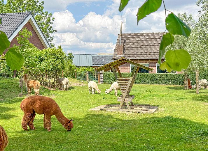 Verblijf 434003 • Vakantiewoning Noordoost Brabant • Alpacafarm Vorstenbosch 