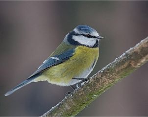 Verblijf 261021 • Bijzondere overnachtingen Friese bossen • sTeppershuset 