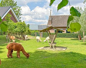 Unterkunft 434003 • Ferienhaus Noordoost Brabant • Alpacafarm Vorstenbosch 